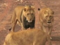 Video: Born Wild: The African lions (Aired: July 2009)