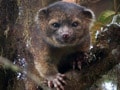 Video : Rare new mammal discovered, it's called olinguito