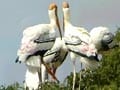 Video: Born Wild: The village of storks (Aired: January 2005)