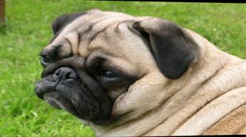 कुत्ते की मौत, डॉक्टर गिरफ्तार