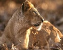 Videos : गीर में सुरक्षित शेर