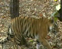 Videos : The vanishing tigers in Panna