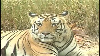 Kanha: Monsoon obstacles