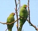 Videos : Lucknow witnesses parrots marriage