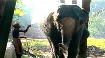 A jumbo monsoon massage