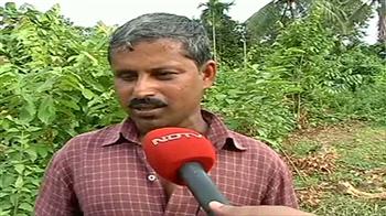 Agartala: Elastic rubber replaces sweet pineapple