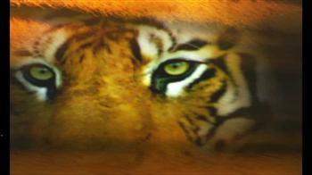 Corbett: Tourism and the tiger