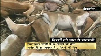 राजस्थान में बारिश से 40 हिरण मरे राजस्थान में बारिश से 40 हिरण मरे