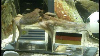 Paul the octopus picks Germany for 3rd place