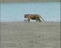 Video : Radio collar for Sunderbans tigress