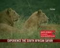 Video : A real African Safari