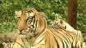 Videos : Killing of 'man-eating' tiger ordered