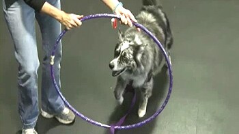 Video : Dogs learn to skateboard