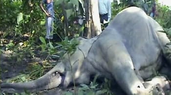 Video : 4 elephants, allegedly poisoned, dead in Assam
