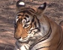 Video: Tiger loses paw to poachers' trap in Nagarhole