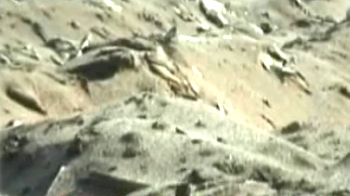 फिर सड़ा चार लाख बोरी चावल...