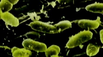 न्यू डेल्ही बग नाम क्यों