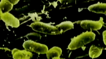 न्यू डेल्ही बग नाम क्यों