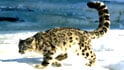 The disappearing snow leopards