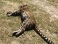 Video : Hunters appointed to kill man eating leopards