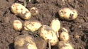 Videos : Not too many buyers for potatoes