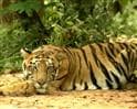 Video: Tiger land: Kanha-Pench landscape