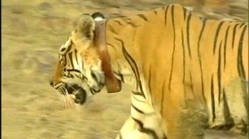 Video : Grand reception for male tiger in Sariska