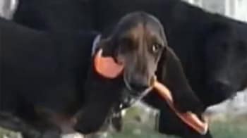 Video : Basset Hound eats 31 nails, dog tag, siding