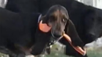 Basset Hound eats 31 nails, dog tag, siding