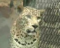 Videos : बाघों पर नजर