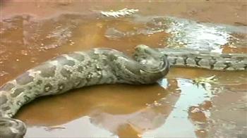 अजगर के लालच ने खोला राज