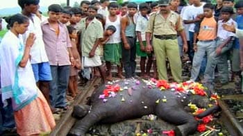 Video : Elephant deaths: Blame game on, Railways defensive