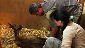 Animal hospital soothes ruffled feathers