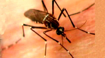दिल्ली में डेंगू बेकाबू नहीं