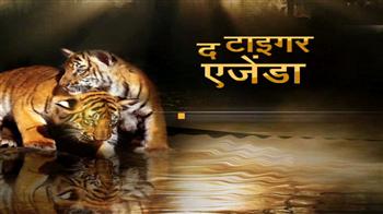 चिड़ियाघर में दो नन्हे बाघ