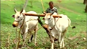Monsoon deficit: Madhya Pradesh farmers worried