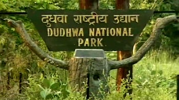Video : Doing a Mayawati at Dudhwa!