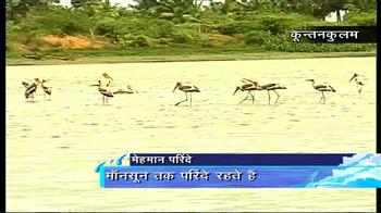 पानी की तलाश में प्रवासी पक्षी पानी की तलाश में प्रवासी पक्षी