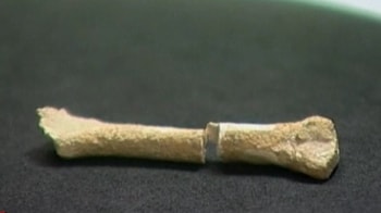 Video : 67,000-yr-old human bone found