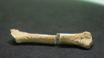 67,000-yr-old human bone found