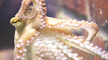 Paul the second takes centrestage