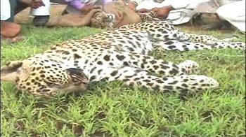 तेंदुओं को मारी टक्कर