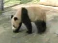Video : China is now home to foreign pandas