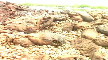 सड़ा आलू खाने को मजबूर