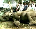 Videos : हाथियों का घेरा