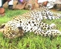 Video : तेंदुओं को मारी टक्कर