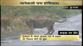 Videos : सड़क पर शेर