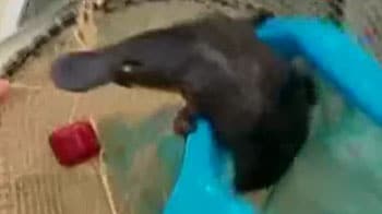 Video : Platypus looking for love, gets stuck instead