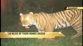 10 kg of tiger bones seized from Guwahati 10 kg of tiger bones seized from Guwahati