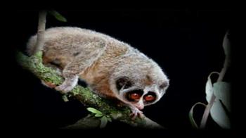 दुर्लभ जीव प्राइमेट की तस्वीरें